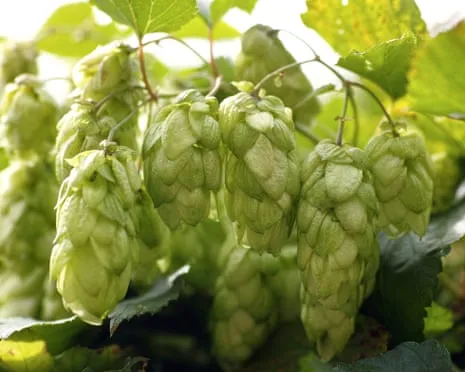 Craft Your Own Hops Haven: Cultivating Hops Proves to Be Simple and Fulfilling